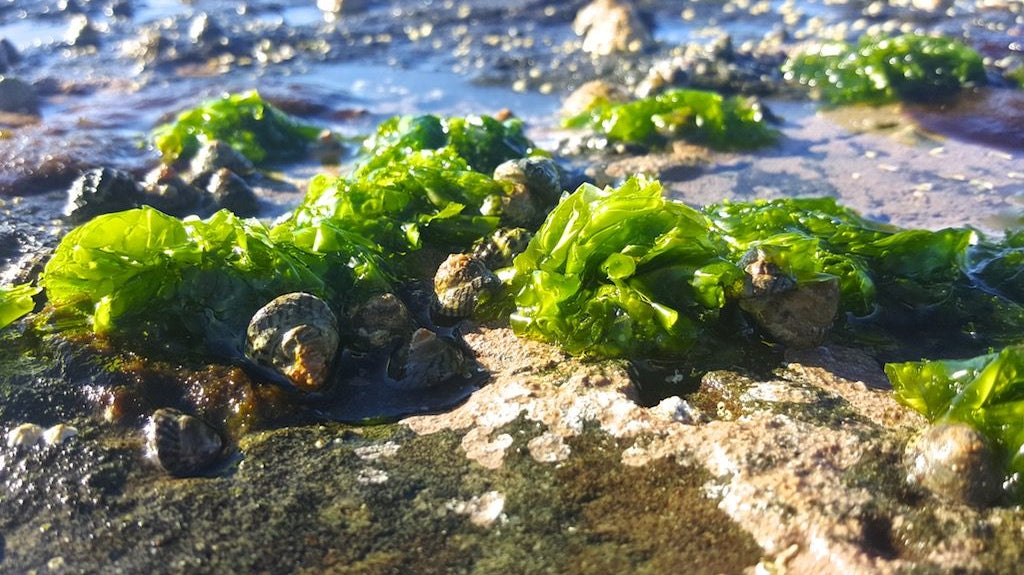 Foraging + Eating Sea Lettuce