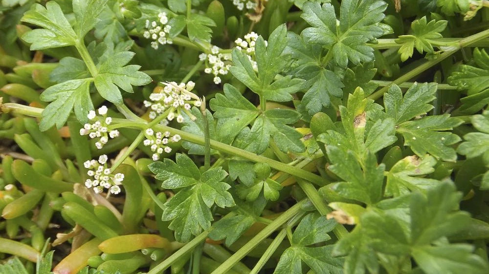 Sea Parsley
