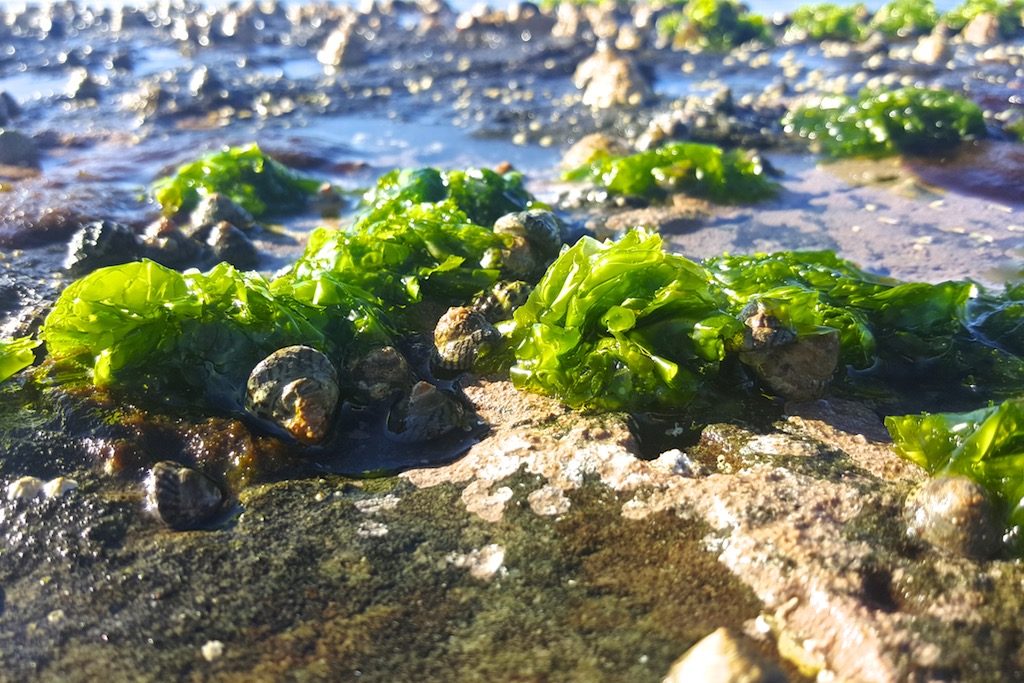 Foraging + Eating Sea Lettuce