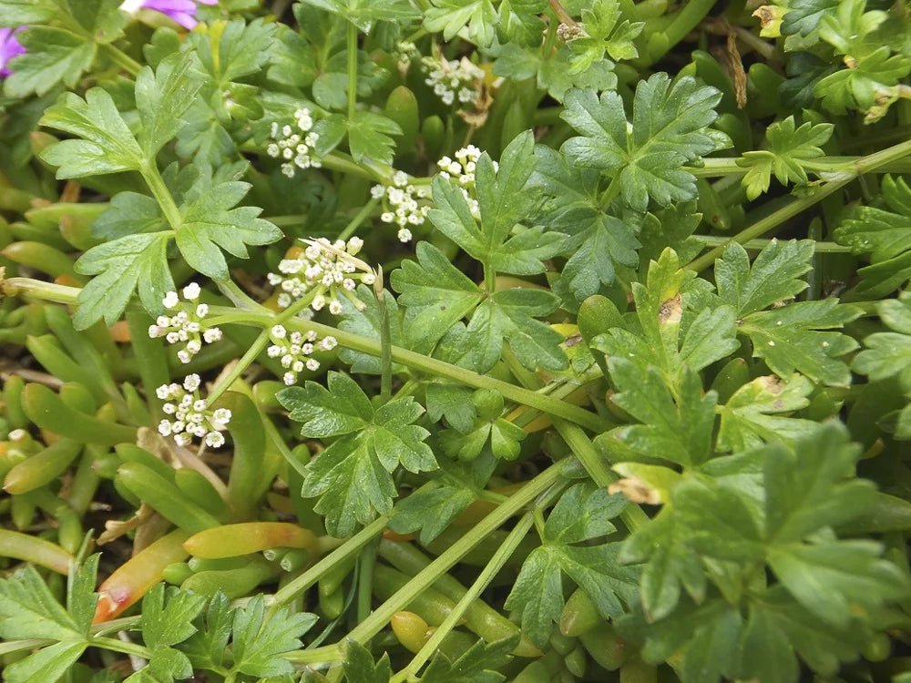 Sea Parsley